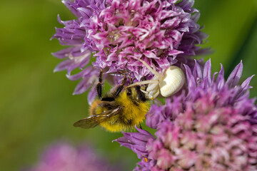 closeup view of an early bumblebee caught by a white flower crab spider on the pink blossom of chives in the sunlight and green blurred background