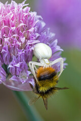 closeup view of an early bumblebee caught by a white flower crab spider on the pink blossom of chives in the sunlight and green blurred background