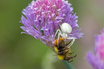 closeup view of an early bumblebee caught by a white flower crab spider on the pink blossom of chives in the sunlight and green blurred background