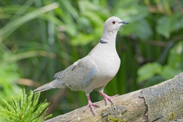   Mourning dove perched on tree root.