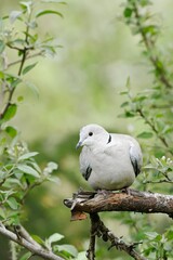  Alert dove perched on branch.
