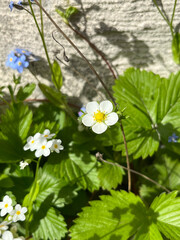 white flowers in the garden