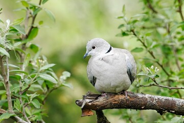   Mourning dove on branch looks down.