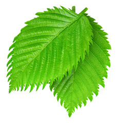 Hazelnut green leaf isolated on white background Clipping Path