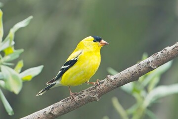  Goldfinch perched on a tree branch.