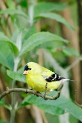  Portraiture of perched goldfinch.