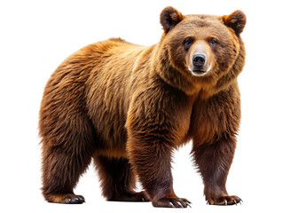 Obraz premium brown bear isolated on white background, PNG
