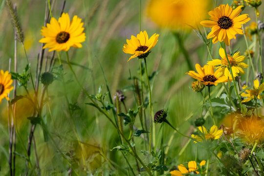 USA, Texas, Starr County. Sunflower in bloom