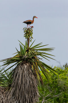 USA, Texas, Cameron County. Laguna Atascosa National Wildlife Refuge, black-bellied whistling duck perched on Spanish dagger (yucca).