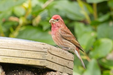   Purple finch perched on a bird feeder.