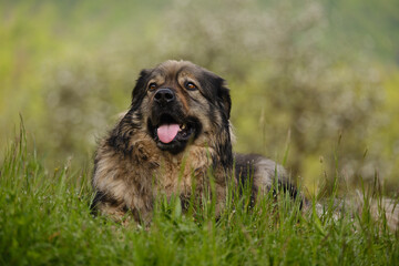 Slovenian Karst shepherd dog breed