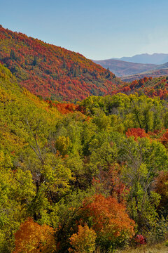 USA, Utah. Foothills east of Ogden in fall colors with Aspen and maple