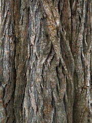 close-up of tree bark texture with natural patterns and earthy tones. natural background for eco design or nature-inspired