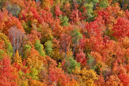 USA, Utah. Canyon maple and Aspen trees along Highway 89 east of Ogden Utah in full blazing fall color.