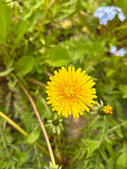 yellow dandelion flower