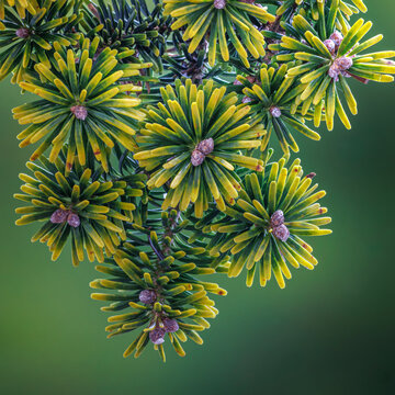 USA, Washington State, Seabeck. Close-up of Korean firs with pollen cones.