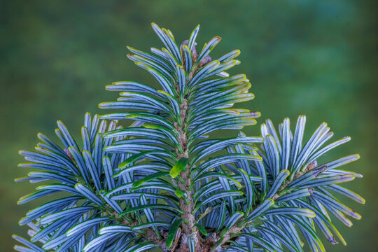 USA, Washington State, Seabeck. Blue underside of Korean fir needles.