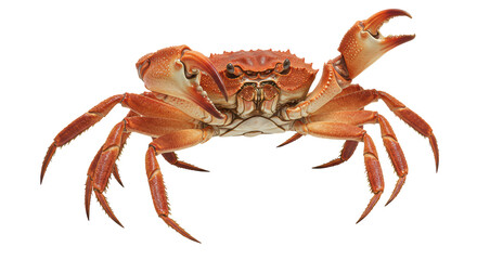 Isolated Red Crab with Raised Claw