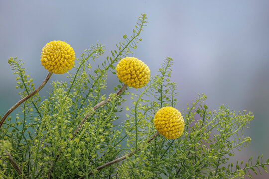 USA, Washington State, Seabeck. Drumstick flower and green dragon aster plant.