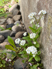 flowers on the stone
