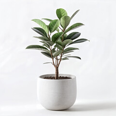 Rubber plant in a white pot with vibrant green leaves isolated on white background