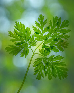 USA, Washington State, Seabeck. Pacific bleeding heart leaves.