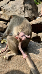 A baby monkey next to its mother monkey against a background of rocks.