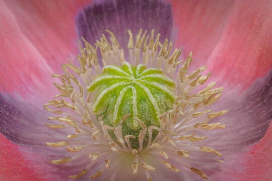 USA, Washington State, Seabeck. Pink poppy close-up.