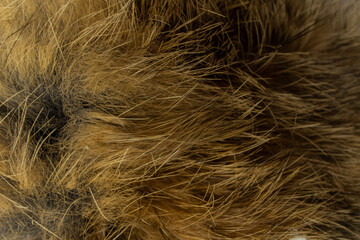 bushy brown rough dog fur