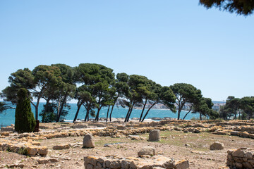 Obraz premium Trees along the rocky shoreline on the Gulf of Roses near the Archeology Museum Empúries.