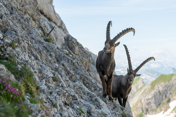 Close up view of two ibex, capricorn on the rocky slope of a mountain. Swiss mountains, appenzell, wildlife. adult ibex on rocks. Summer,daytime. European wildlife, wildlife conservation. Nature.