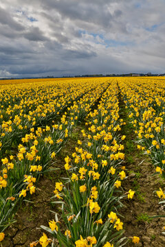 USA, Washington State, Skagit Valley. Yellow Daffodils growing in field