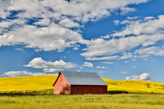 USA, Washington State, Palouse. Canola field and red barn