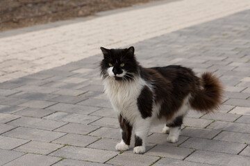 Caring for cats that live on the street