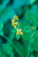 Common celandine or greater celandine (Chelidonium majus L.) is a poisonous, medicinal plant that grows in the shade and blooms with yellow flowers.
