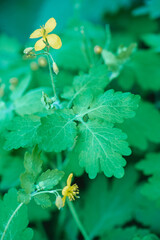Common celandine or greater celandine (Chelidonium majus L.) is a poisonous, medicinal plant that grows in the shade and blooms with yellow flowers.