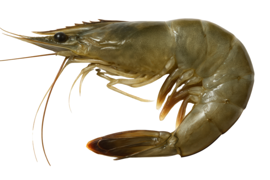 A whole raw shrimp with visible antennae and segmented shell, curled in a natural position.