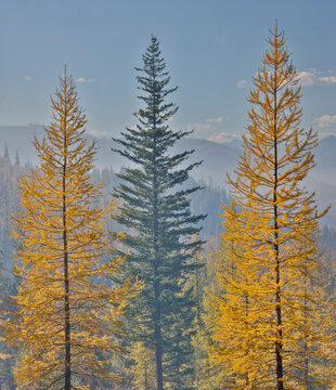 USA, Washington State. Larch trees in autumn color Loup Loup State Forest along Highway 20 with smoke in the air from controlled burn