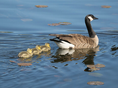 Washington State, Juanita Bay Park. Canada goose adult mother parent swimming with goslings