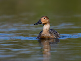 Female Canvasback Duck Swimming in Calm Lake Waters