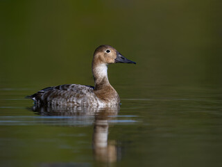 Female Canvasback Duck Swimming in Calm Lake Waters