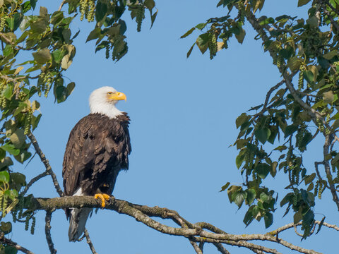 Washington State, Juanita Bay Park. American bald eagle standing on tree limb watching for prey