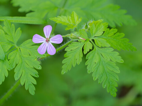 Washington State, Central Cascades. Close-up of wild geranium purple flower and delicate green leaves