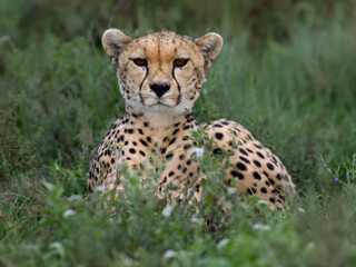 Cheetah in Grassland Habitat, Closeup Portrait