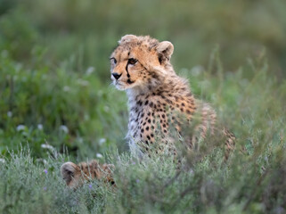 Young Cheetah Cub Sitting in Grassy Habitat, Portrait