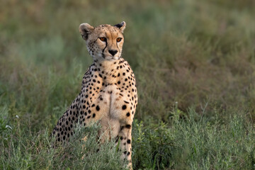 Cheetah Sitting in Grassland Habitat Observing Surroundings