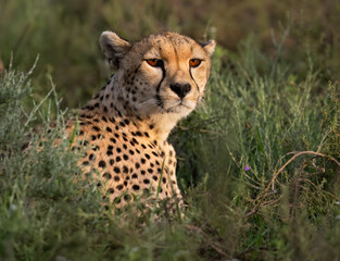 Cheetah Sitting in Grassland Habitat Observing Surroundings