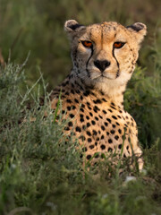 Cheetah in Grassland Habitat, Closeup Portrait