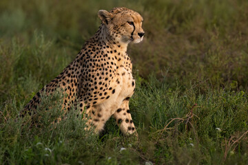Cheetah Sitting in Grassland Habitat Observing Surroundings