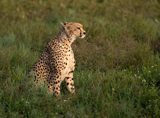 Cheetah Sitting in Grassland Habitat Observing Surroundings